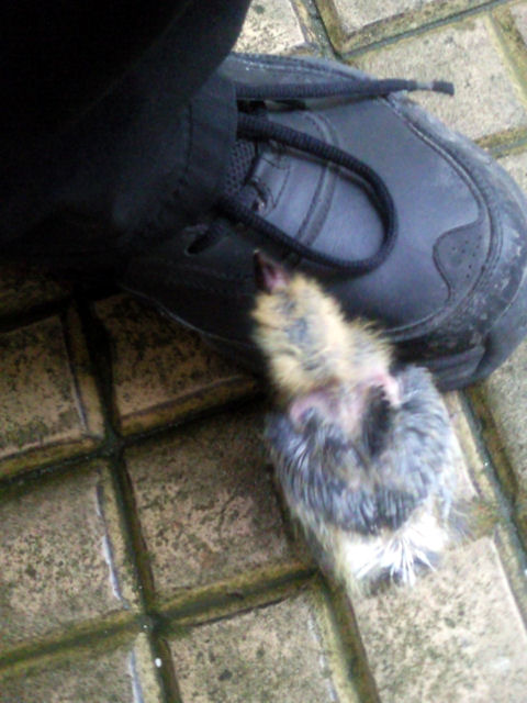 2010-02-19 Dans le salon_l.jpg